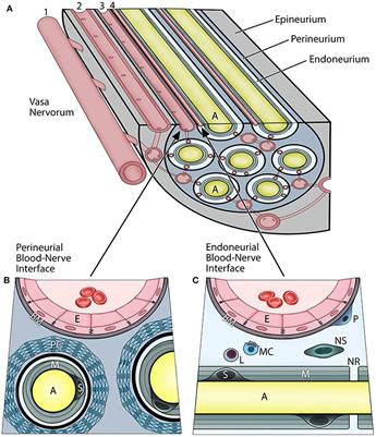 Trauma-Induced Heterotopic Ossification Regulates the Blood-Nerve Barrier